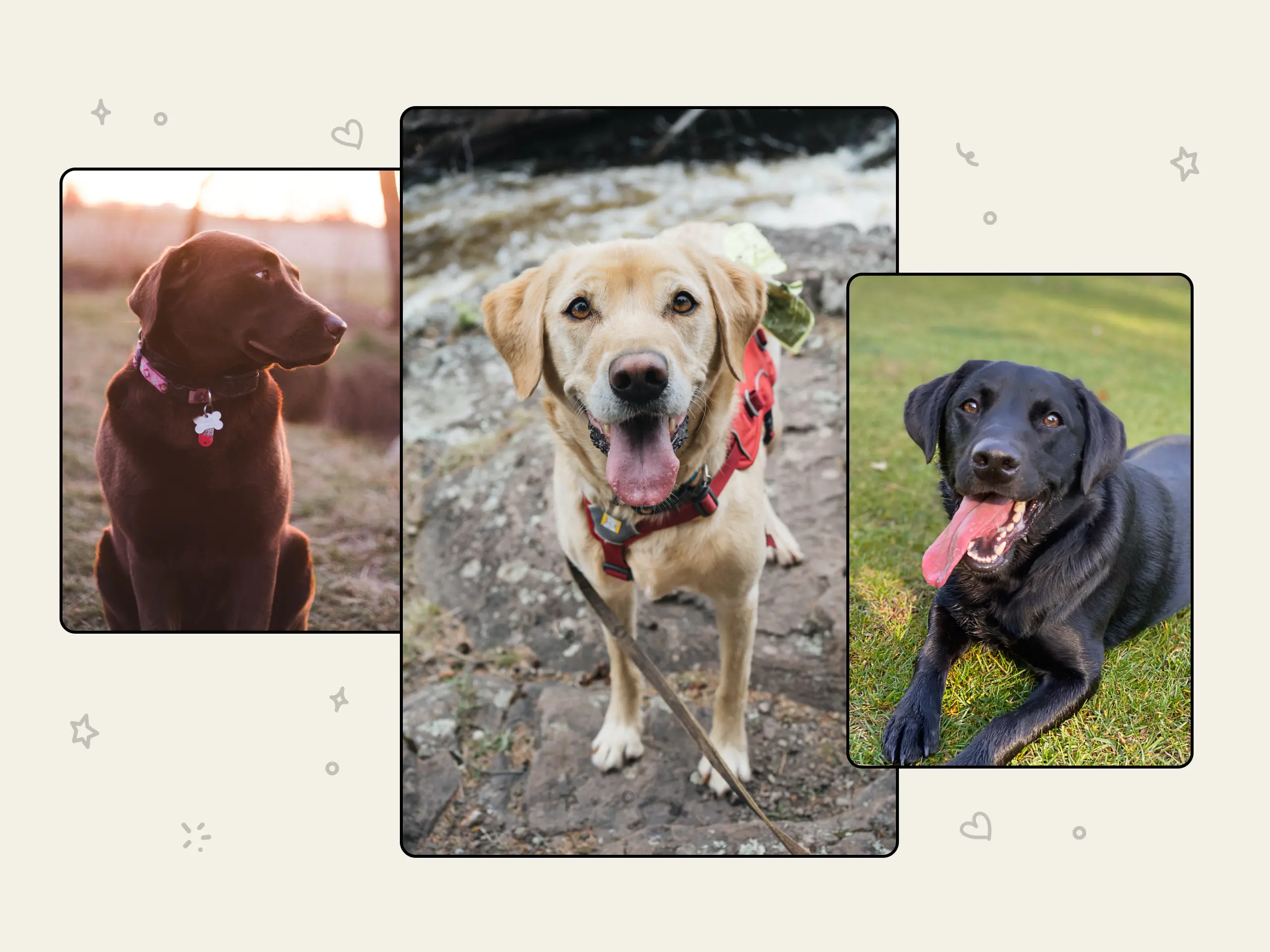 Are Purebred Labrador Retrievers Prone To Health Problems